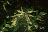 Mahonia japonica Bealei Group RCP1-08 075.jpg